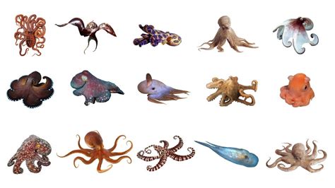 tagalog ng octopus|octopus » English .